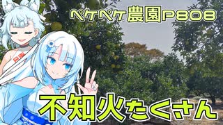 2023年11月9日　農作業日誌P808　ひたすら不知火に袋をかけていた模様