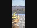 モンスターハンターNOW ジュラトドス　★5