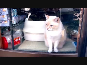 窓の外を眺める猫　しろちゃん