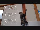 【ていていてい】猫がじゃれる姿が可愛い❤︎