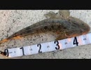 マゴチ51cm