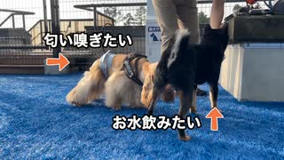 【旅する豆柴】1泊5万円の犬同伴可のホテルがヤバすぎた - 富士山が見える山梨県山中湖近辺で子犬顔の柴犬と旅行してみた!!中編①（ワンズリゾート山中湖1日目編）