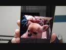 【コメント無】ニンポー 2023年11月10日13時54分 一人暮らし生活崩壊の危機【ニコ生録画】
