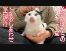 多頭崩壊からのレスキュー猫、幸せになる修行をする
