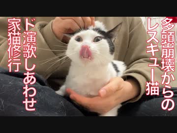 多頭崩壊からのレスキュー猫、幸せになる修行をする