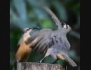 ホモと見るキレッキレのダンスで求愛する鳥