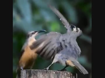 ホモと見るキレッキレのダンスで求愛する鳥