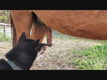 ホモと見る馬のソーセージにかみつく犬