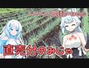 2023年11月10日　農作業日誌P809　雨が降っているけど直売所向けの野菜を頼まれてました