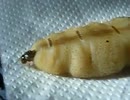 ホモと見る卵を限界まで抱えた女王アリ