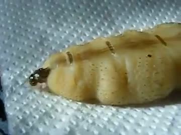 ホモと見る卵を限界まで抱えた女王アリ