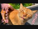 猫うっとり！新たなる猫マッサージ