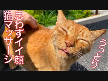 猫うっとり！新たなる猫マッサージ