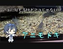 つづみの10秒おさかな解説#13　アユモドキ