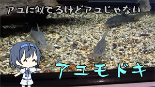 つづみの10秒おさかな解説#13　アユモドキ