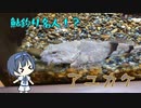 つづみの10秒おさかな解説#14　アユカケ