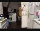 セミと化した猫