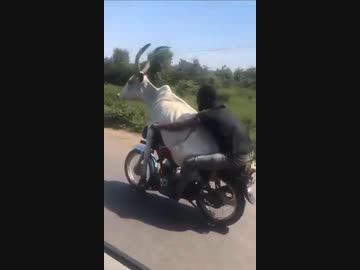 ホモと見るヤギとバイクを2ケツする黒人