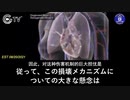 mRNAワクチンが人体の細胞に与える影響-4