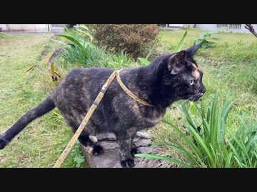 あずにゃんぽ・猫の散歩・20231112