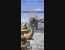 モンスターハンターNOW ボルボロス　★5