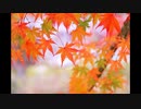 [東方自作アレンジ] 錦秋　秋晴れ　原曲：今日はハレの日、ケの昨日(風神録)