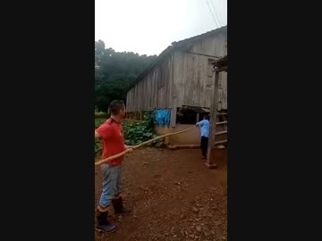 ホモと見る爆竹で蜂の巣駆除