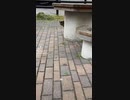 [TikTok]朝の猫ちゃんを1分間眺める動画