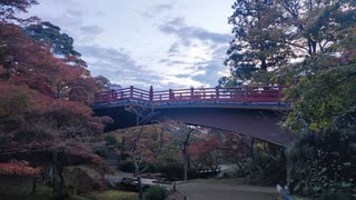 早朝、弥彦公園もみじ谷を散策しながら（義父の一周忌・納骨を終えて。）ワクチン接種で持病を悪化させたと思っているけど。【アラ還・読書中毒】今年の紅葉は色付きが弱い。猛暑が原因と言う話も。