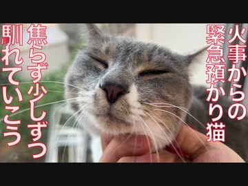 火事からの緊急預かり猫たち、少しずつ心を許す