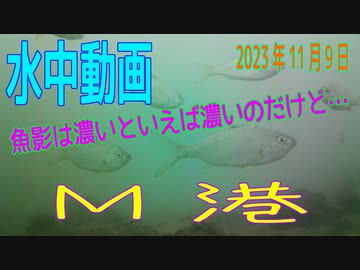 水中動画（2023年11月9日）in　M港