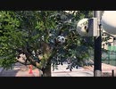 [龍が如く7外伝]第1回(1-4) 星龍会の疑惑