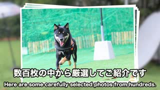 【旅する豆柴】続・1泊5万円の犬同伴可のホテルがヤバすぎた - 富士山が見える山梨県山中湖近辺で子犬顔の柴犬と旅行してみた!!中編②（ワンズリゾート山中湖2日目編）