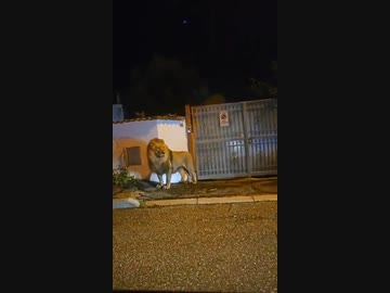 ホモと見るサーカスから逃げ出し途方に暮れるライオン