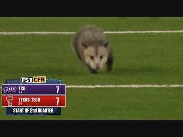 ホモと見るアメフトの試合に乱入し強制退場させられる毛玉