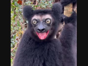 ホモと見るクッソ煽り散らかしてくるサル