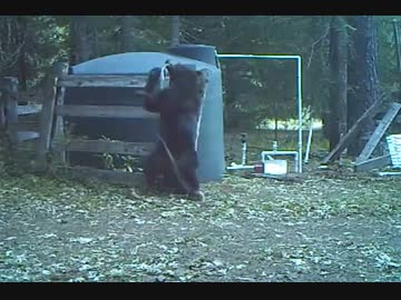 ホモと見るキンタマにロープをぶつけて悶絶する熊