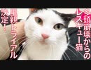 多頭崩壊からのレスキュー猫、里親トライアル決定！