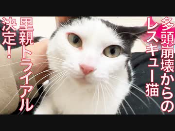多頭崩壊からのレスキュー猫、里親トライアル決定！