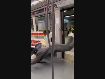 ホモと見る飛び込み乗車