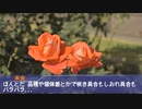 ｢リメイク｣古河庭園に散歩に出たアイドル