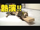 うちのねこ　猫用のシンセサイザーをねこに演奏していただいたら宇宙だった