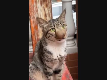 ホモと見る鼻をハチにぶっ刺された猫