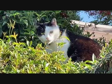 くぅにゃんぽ　猫の散歩