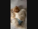 [TikTok]犬が犬を舐める動画