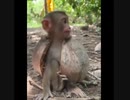 【子猿・ペット】アーマードベビーモンキー