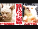 生ける宝石珍獣、人と猫たちに愛されて5周年