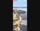 モンスターハンターNOW ボルボロス