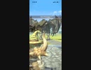 モンスターハンターNOW リオレイア　★5