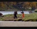 ホモと見る正しいクマ対処法